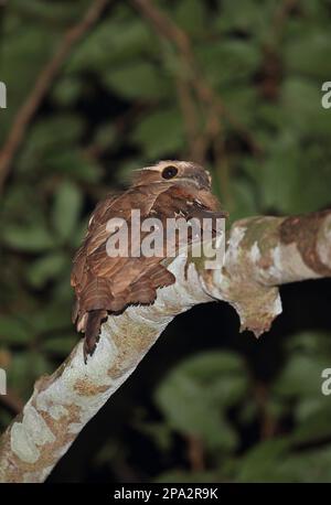 Großer großer Froschmaul (Batrachostomus auritus), Erwachsener, auf einem Ast sitzend, wie Kambas N. P. Lampung Province, Sumatra, Greater Sunda Islands Stockfoto