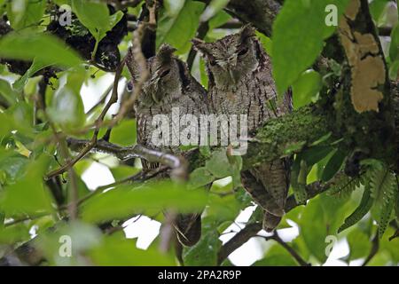 Tropische Kreischeule (Megascops choliba luctisonus), erwachsenes Paar, sitzt während des Regens auf einem Ast, El Valle, Panama Stockfoto