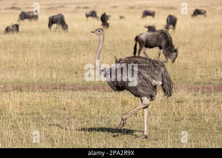 Ostafrikanischer masai-Strauß (Struthio camelus massaicus), weibliche Erwachsene, die mit dem weißbärtigen Gnus im Weideland spazieren Stockfoto