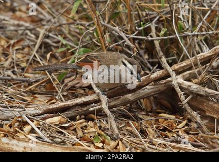 Tchagra (Tchagra australis australis), Erwachsene, Futtersuche auf dem Boden, Kruger N. P. Great Limpopo Transfrontier Park, Südafrika Stockfoto