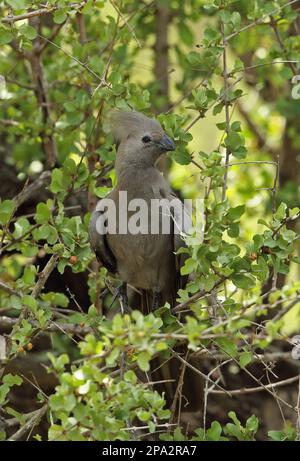 Grauer Gehen-Vogel, Graue Gehen-Vogel (Corythaixoides concolor), Graue Gehen-Vogel, Tiere, Vögel, Kuckuckuckvögel, Grauer Gehen-Vogel Erwachsener, hoch oben Stockfoto