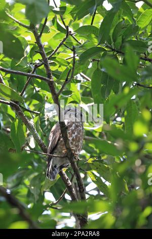 Braune Hawk-Eule (Ninox scutulata hirsute), Erwachsene, tagsüber auf einem Ast, Goa, Indien Stockfoto