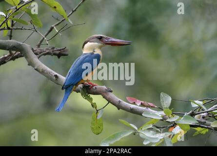 Seebären-Kingfisher (Pelargopsis capensis malaccensis), Erwachsener, hoch oben auf dem Ast, Polonnaruwa N. P. Sri Lanka Stockfoto