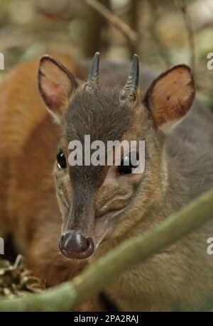 Bicolor, Simbabwe-Blauducker (Cephalophus monticola), Antilopen, Huftiere, Glattzehenhufer, Säugetiere, Tiere, Simbabwe Blauer Duiker (Philantomba Stockfoto