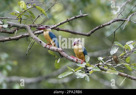 Seegurken-Kingfisher (Pelargopsis capensis malaccensis), erwachsenes Paar, hoch oben auf dem Ast, Polonnaruwa N. P. Sri Lanka Stockfoto