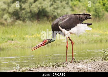 Ausgewachsener Schwarzstorch (Ciconia nigra), ausgestellt am Ufer, Hortobagy N. P. Ungarn Stockfoto