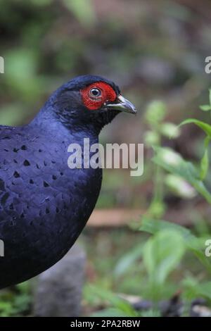 Mikado-Fasan (Syrmaticus mikado), Erwachsener, männlich, Nahaufnahme von Kopf und Brust, Anmashan, Mitte Taiwan Stockfoto