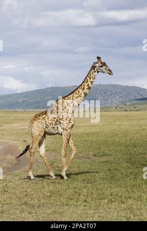 Masai Giraffe (Giraffa camelopardalis tippelskirchi) männlich, auf kurzem Gras, Kenia Stockfoto