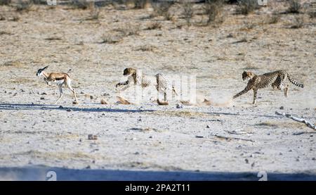 Gepard (Acinonyx jubatus jubatus) zwei Immaturen, jagen Springbok (Antidorcas marsupialis) Kalb, Kalahari Gemsbok N. P. Kgalagadi Stockfoto