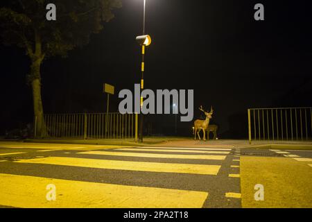Fallow Deer (Dama dama) zwei Dollar, die Zebraüberquerung benutzen, um nachts in der Stadt die Straße zu überqueren, London, England, Großbritannien Stockfoto