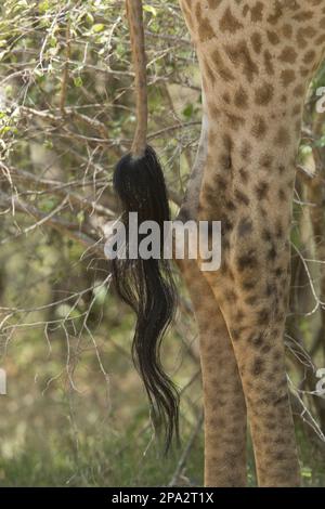 Cape Giraffe (Giraffa camelopardalis giraffa), Erwachsener, Nahaufnahme des Schwanzes, Kruger N. P. Great Limpopo Transfrontier Park, Südafrika Stockfoto
