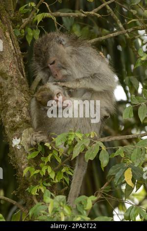 Krabbenfressende Makaken (Macaca fascicularis), Javanische Affen, Langschwanzmakaken, Affen, Makaken, Primaten, Säugetiere, Tiere, Krabben fressende Makaken Stockfoto