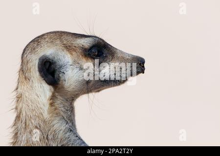 Meerkat (Suricata suricatta), Erwachsener, Nahaufnahme des Kopfes, Kalahari Gemsbok N. P. Kgalagadi Transfrontier Park, Nordkap, Südafrika Stockfoto