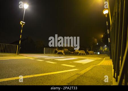Fallow Deer (Dama dama) drei Dollar, die Zebraüberquerung benutzen, um nachts in der Stadt die Straße zu überqueren, London, England, Großbritannien Stockfoto