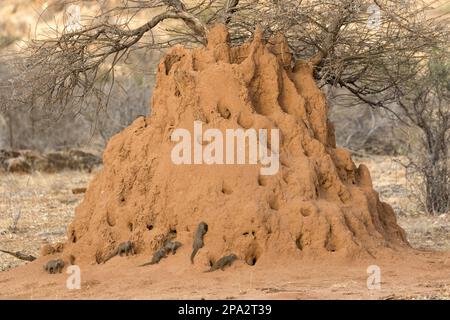 Südlicher Zwergmanguste, Zwergmanguste, Zwergmanguste, Zwergmanguste, Raubtiere, Säugetiere, Kriechtiere, Tiere, gemeiner Zwergmongoose (Helogale Stockfoto