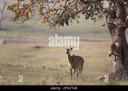 Nilgai (Boselaphus tragocamelus), weiblich, neben erwachsenen Südebenen grau Südebene Graue Südebene Graulangur (Semnopithecus dussumieri) Stockfoto