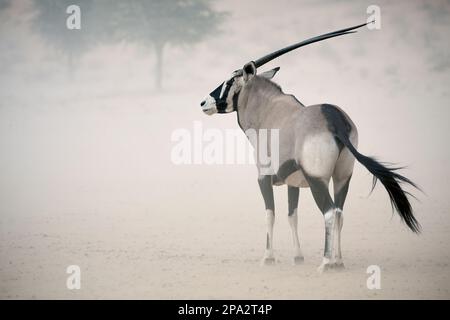 Gemsbok (Oryx gazella), Erwachsener, im Staubsturm stehend, Kalahari Gemsbok N. P. Kgalagadi Transfrontier Park, Nordkap, Südafrika Stockfoto