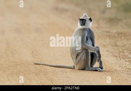 Tufted Grey Langur (Semnopithecus priam Thersites), Erwachsene Frau, sitzt auf Dreckspuren, Sri Lanka Stockfoto