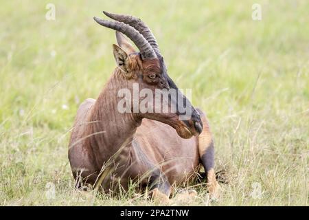 Topi (Damaliscus korrigum), Erwachsener, ruht auf kurzem Gras, Masai Mara, Kenia Stockfoto