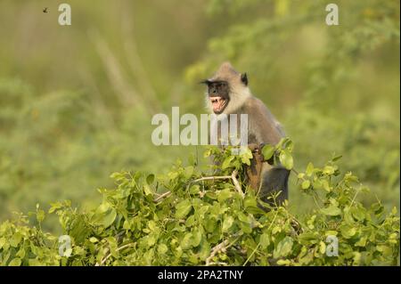 Adulte graue Buschlangur (Semnopithecus priam Thersites), Zähne in aggressiver Haltung, sitzen im Baum, Yala N. P. Sri Lanka Stockfoto