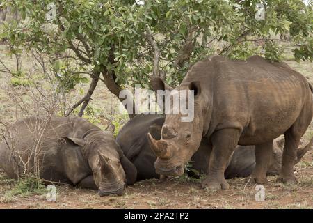 Weiße Nashörner (Ceratotherium simum simum simum), drei Erwachsene, im Schatten, Kruger N. P. Great Limpopo Transfrontier Park, Südafrika Stockfoto