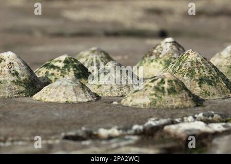 Gemeine Nasenmuschel (Patella vulgata), Gemeine Nasenmuschel, andere Tiere, Schnecken, Tiere, Muscheln, Common Limpet Group, am Felsen bei Ebbe Stockfoto