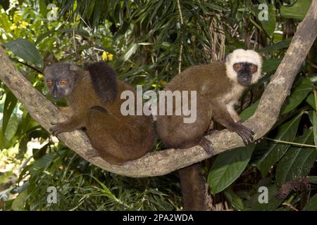 Lemur fulvus albifrons, Lemuren mit weißem Kopf (Eulemur albifrons), Affen, Affen, Primaten, Säugetiere, Tiere, männlich und weiblich Weißer Lemur Stockfoto