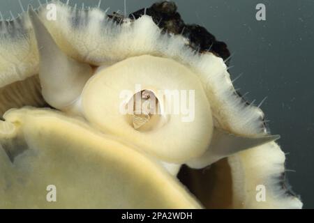 Gemeine Nasenmuschel (Patella vulgata), Gemeine Nasenmuschel, andere Tiere, Schnecken, Tiere, Muscheln, gewöhnliche Lachs, Erwachsene, Nahaufnahme der Radula (Captive) Stockfoto