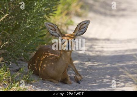 Steenbok, Steenbok, Steenbok, Antelope, Antilopen, Huftiere, Huftiere mit geraden Zehen, Säugetiere, Tiere, weibliche Steinbok, Botsuana Stockfoto