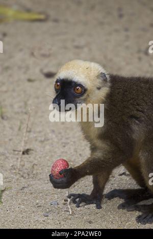 Lemur fulvus albifrons, Lemuren mit weißem Kopf (Eulemur albifrons), Affen, Prosimianer, Primaten, Säugetiere, Tiere, männlicher, weißer Lemur Stockfoto