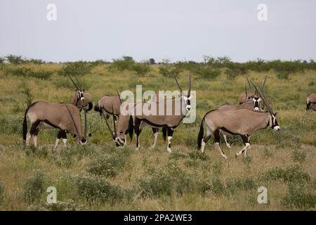 Spitbuck, Spitbuck, Spitbuck, Oryx Antilope, Oryx Antilope, Antilopen, Huftiere, Huftiere, Säugetiere, Tiere, Gemsbok Herd, Botsuana Stockfoto