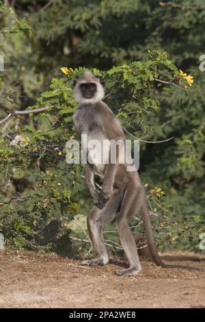 Common oder Hanuman's Langur, Sri Lanka Stockfoto