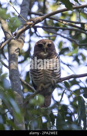 Madagaskar-Eule, Madagaskar-Eule, Busch-Eule, Eulen, Tiere, Vögel, Eulen, weiße Eule, Madagaskar Stockfoto