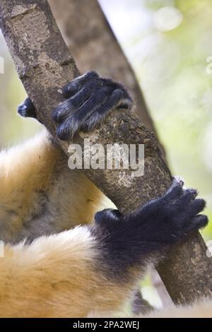 Er hat Sifakas Hände und Füße studiert, Andasibe, Madagaskar Stockfoto