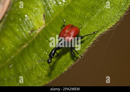 Giraffenweevil (Trachelophorus giraffa), andere Tiere, Insekten, Käfer, Tiere, Weevil, weiblicher Giraffenhalswebel Stockfoto