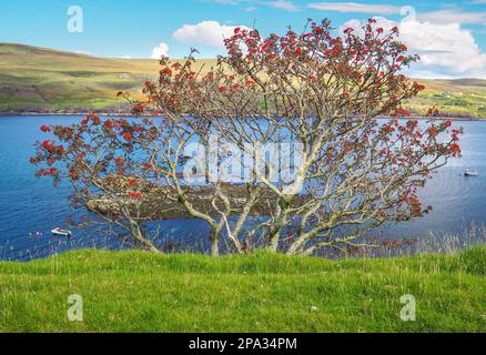 Typische grüne Wiesen und Küste der Isle of Skye, Schottland, an einem sonnigen, wunderschönen Sommertag. Helle Grün- und Blautöne schottischer Landschaft. Stockfoto