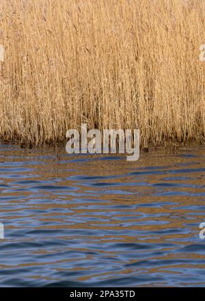 Schilfstiele in einem großen Schilfbett, reflektiert im blauen Wasser eines Sees Stockfoto