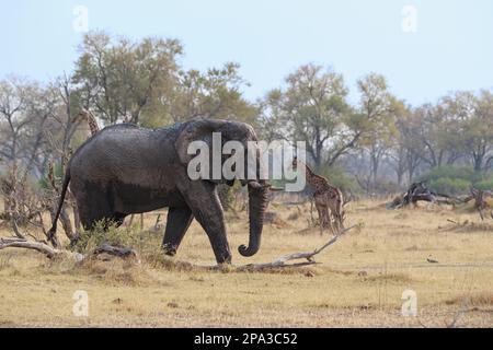 Elefant, Loxodonta africana, Kreuzung von links nach rechts. Hinter wilden Tieren befindet sich afrikanisches Buschland. Okavango Delta, Botsuana, Afrika Stockfoto