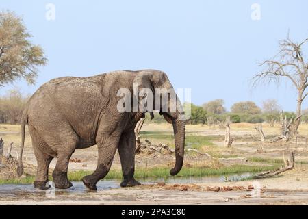 Elefant, Loxodonta africana, Kreuzung von links nach rechts. Hinter wilden Tieren befindet sich afrikanisches Buschland. Okavango Delta, Botsuana, Afrika Stockfoto