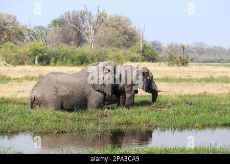 2 Elefanten, Loxodonta africana, füttern sich im Sumpfgebiet. Wilde Tiere stehen im Wasser, umgeben von Wasserpflanzen. Okavango Delta, Botsuana Stockfoto