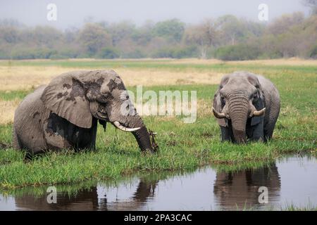 2 Elefanten, Loxodonta africana, füttern sich im Sumpfgebiet. Wilde Tiere stehen im Wasser, umgeben von Wasserpflanzen. Okavango Delta, Botsuana Stockfoto