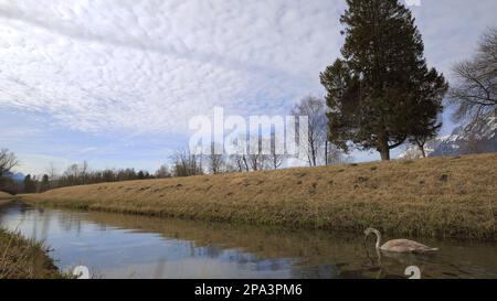 Junger Schwan, der unter bewölktem Himmel mit Bäumen im Hintergrund auf dem Fluss schwimmt Stockfoto