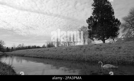 Junger Schwan, der unter bewölktem Himmel auf dem Fluss treibt, mit Bäumen im Hintergrund in Schwarz und Weiß Stockfoto