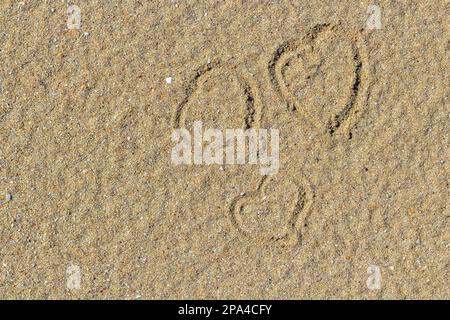 Das Herz wurde in den Sand gezogen. Strandhintergrund. Draufsicht. Liebeserklärung durch ein Bild Stockfoto