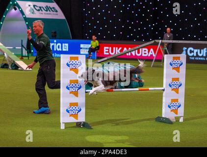 Birmingham, Großbritannien. 11. März 2023. Kategorie „Agilität“ 3. Tag der Crufts International Dog Show. Es ist die größte Hundeshow der Welt, seit 1891. Crufts Dog Show Kredit: Mark Thomas/Alamy Live News Stockfoto