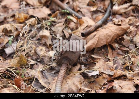 Altes, verrostetes BX-Kabel auf dem Boden zwischen verfallenen Blättern. Stockfoto