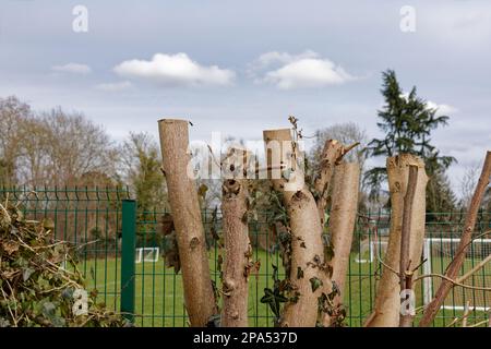 Vor Kurzem haben wir Bäume geschnitten, indem wir auf dem Spielfeld spielten Stockfoto