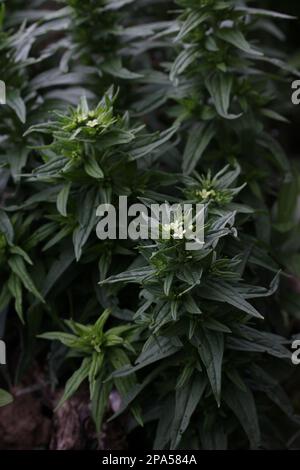 Das vertikale Bild des Gemeinen Gromwell - Lithospermum officinale im botanischen Garten, litauische Natur Stockfoto