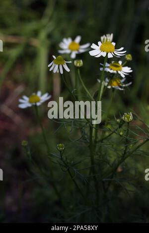 Nahaufnahme der weiß-gelben Blumenkamille - Kamille aus Matricarien, die in einem Garten in Litauen wächst Stockfoto