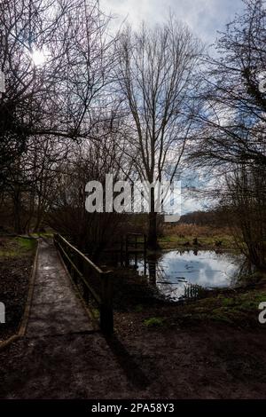 Boarding Walk River Yare UEA Stockfoto